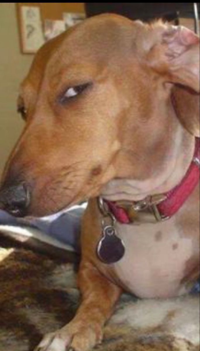 A dog giving a very suspicious sideways glance